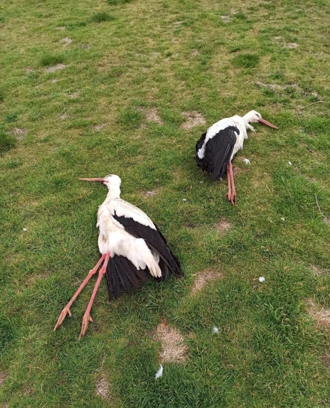 HAVADA VURULARAK ÖLDÜRÜLDÜLER