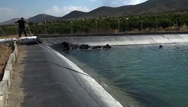  DENİZLİ’DE BU SEFER   ÖLDÜRMEDİ  HAYATLARINI  KURTARDI