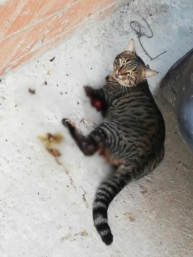  DENİZLİ’DE  İNSANLIK DIŞI  OLAY