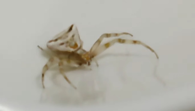 DENİZLİ'DE GÖRÜLDÜ!