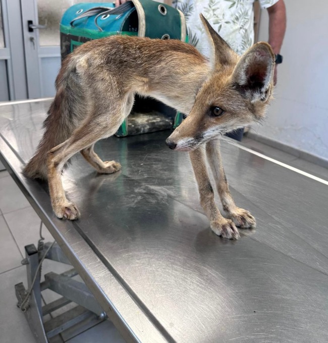   BÜYÜKŞEHİR’DEN YABAN HAYATINA YARDIM ELİ