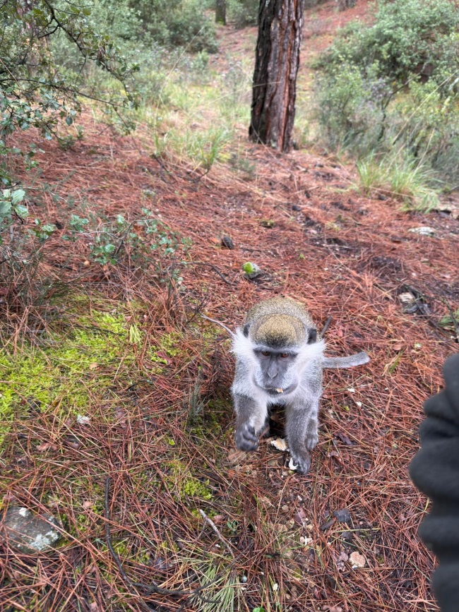Denizli'deki Firari Maymunların Sırrı Çözüldü